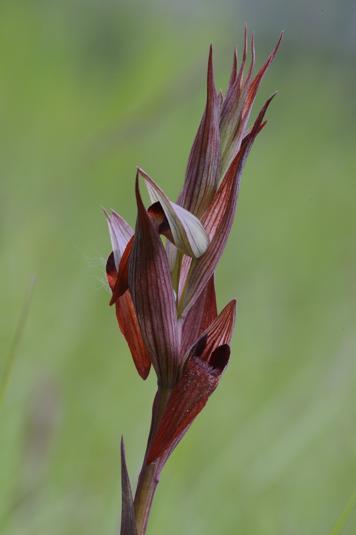 Serapias vomeracea